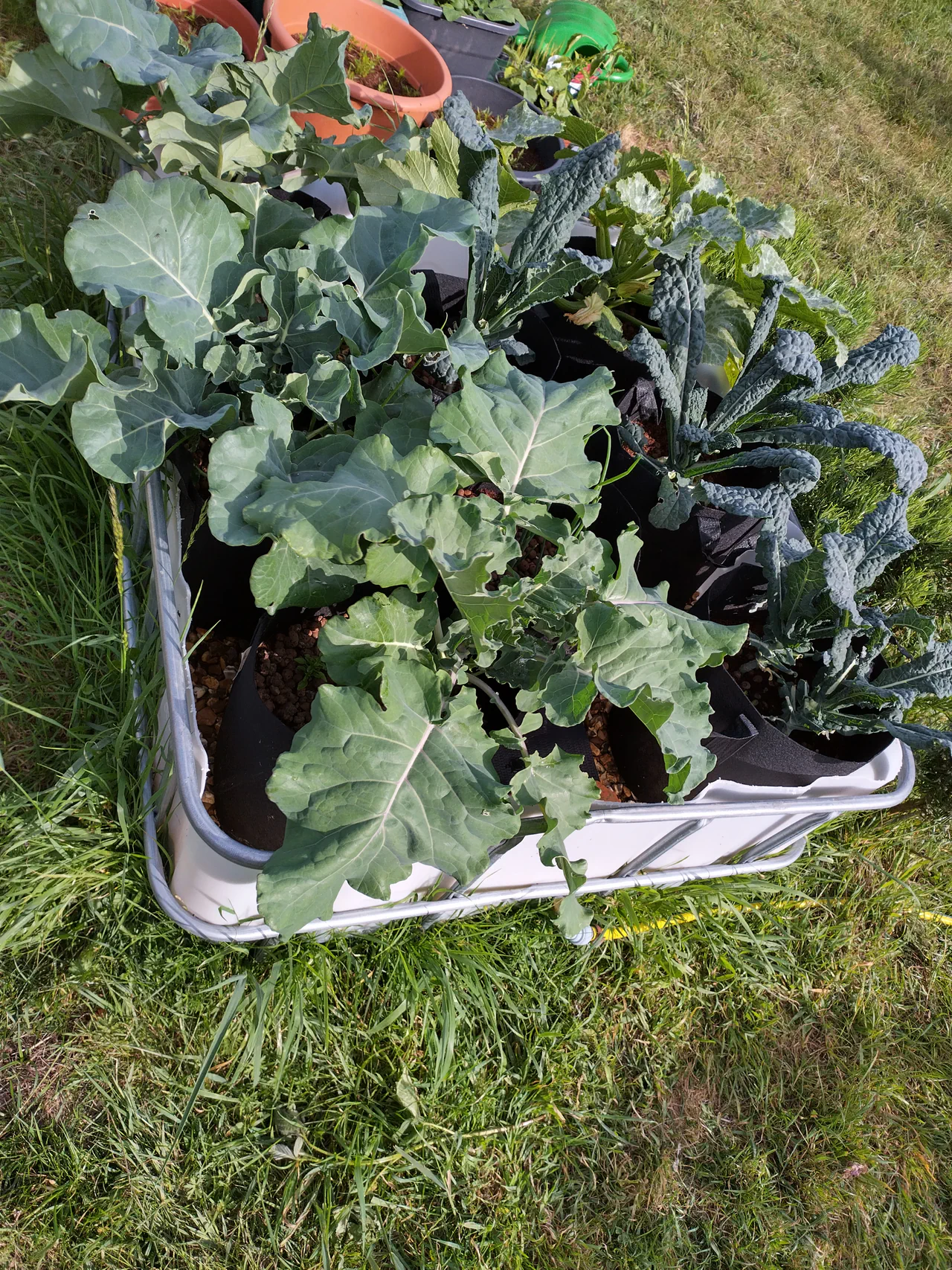Late May: cavolo nero kale starting to burst out of the bed, with the courgette spreading rapidly