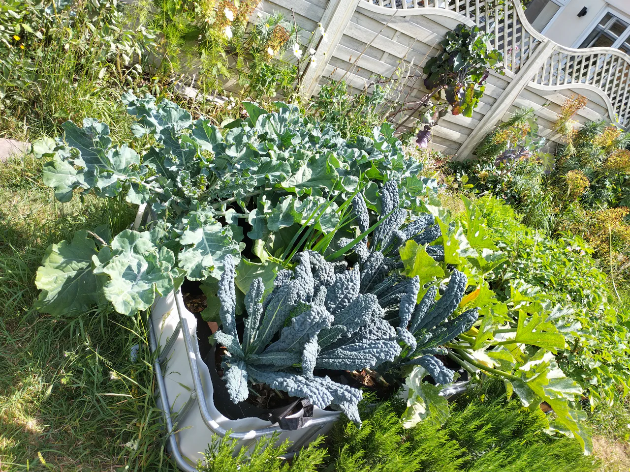The view from above in June: the bed completely packed with growth, fabric pots barely visible beneath the foliage