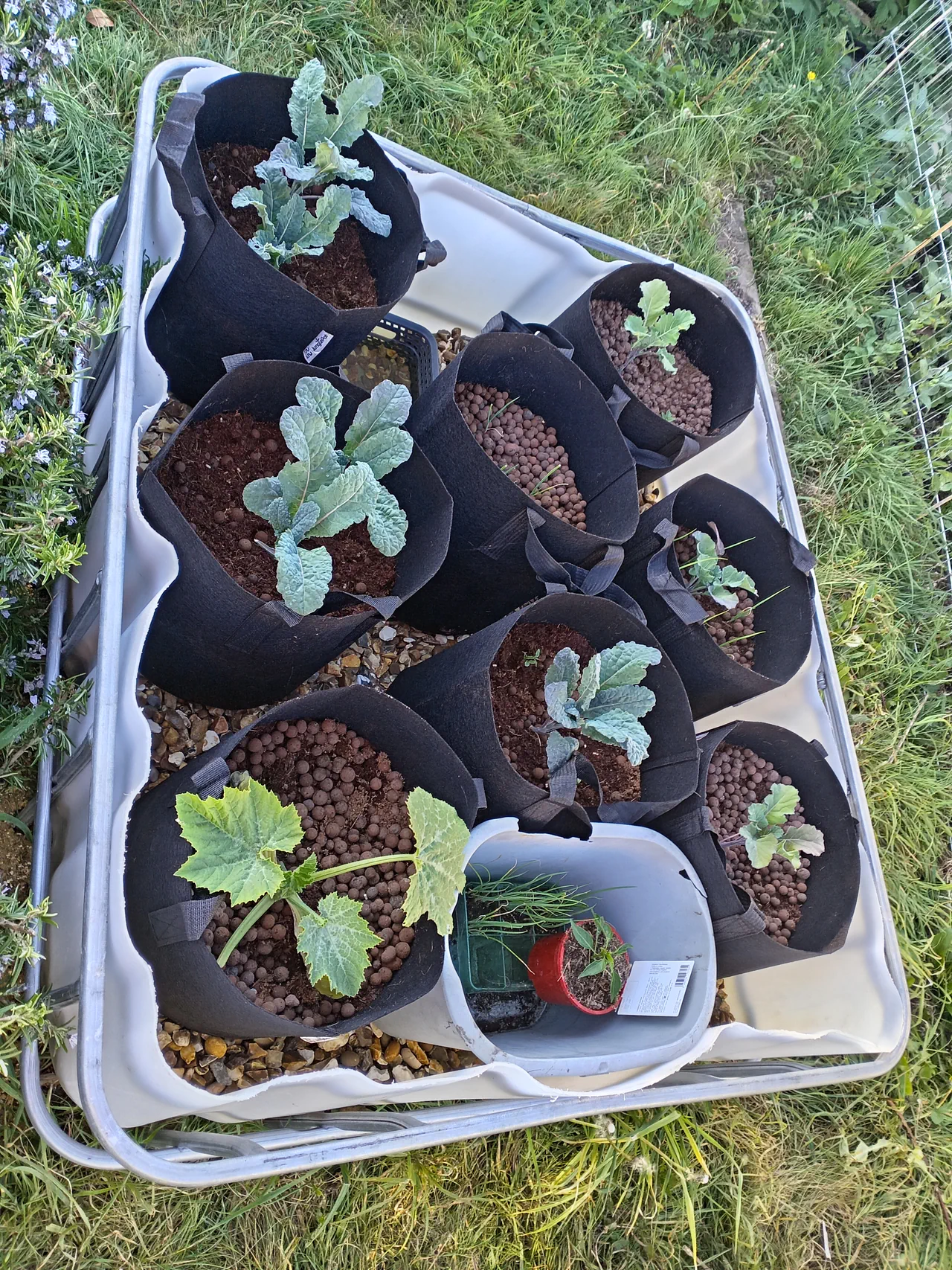 One month in: the brassicas starting to fill out their pots, late April