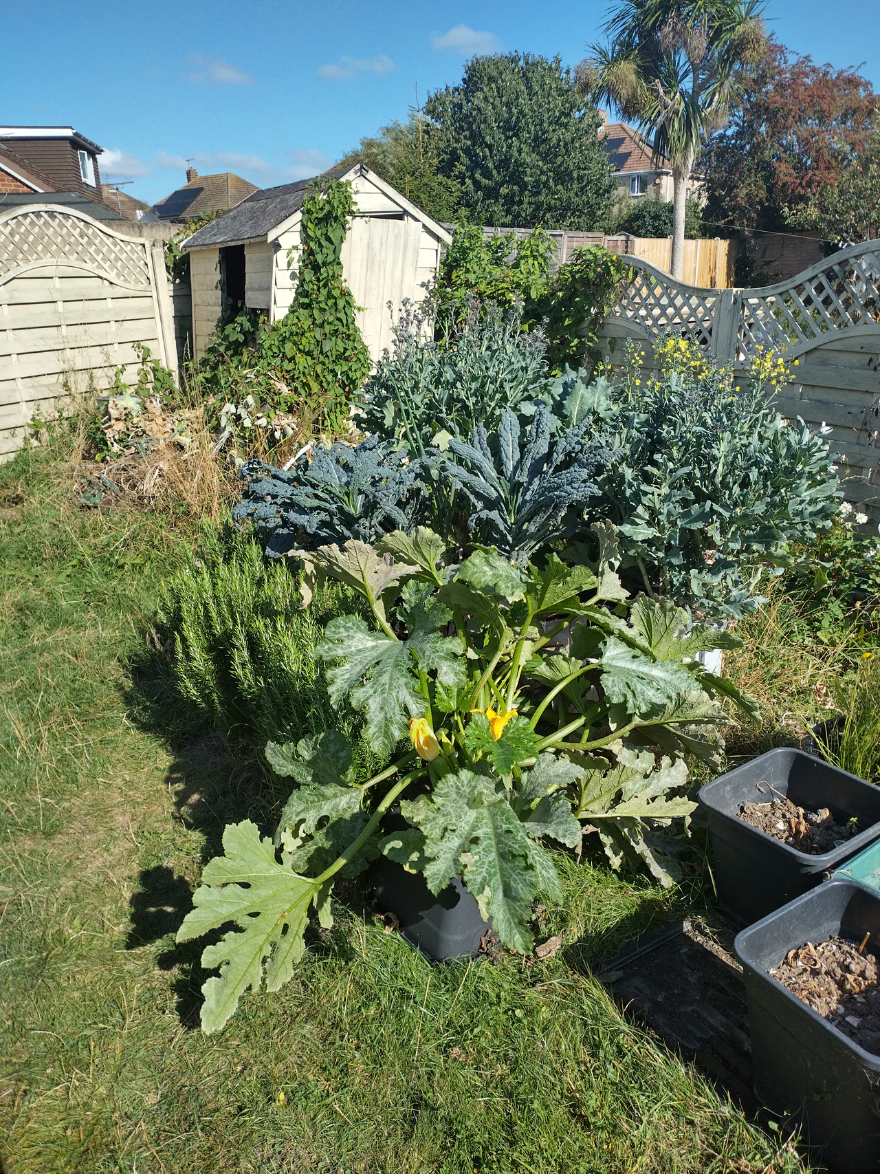 Purple sprouting broccoli producing dense florets in August