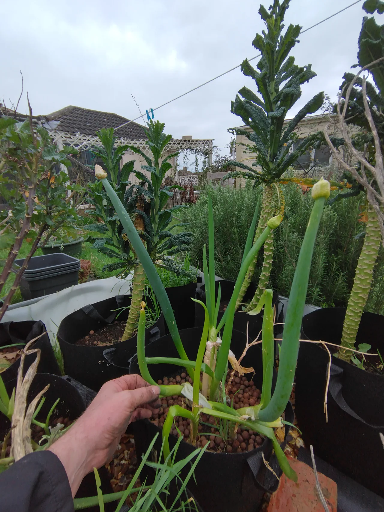Spring onions still alive in the gravel bed in late February, starting to go to seed