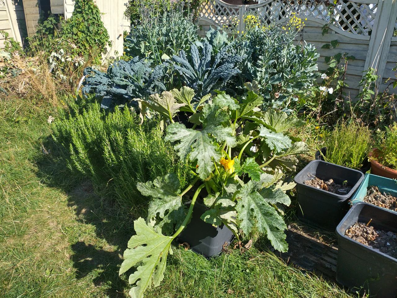 August: the gravel bed alongside the rosemary hedge and wider garden, courgette spreading well beyond the bed boundary