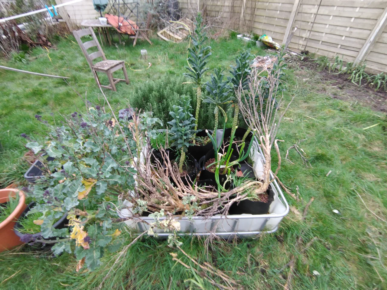 February: the gravel bed after three months without nutrients, rough around the edges but still alive and producing