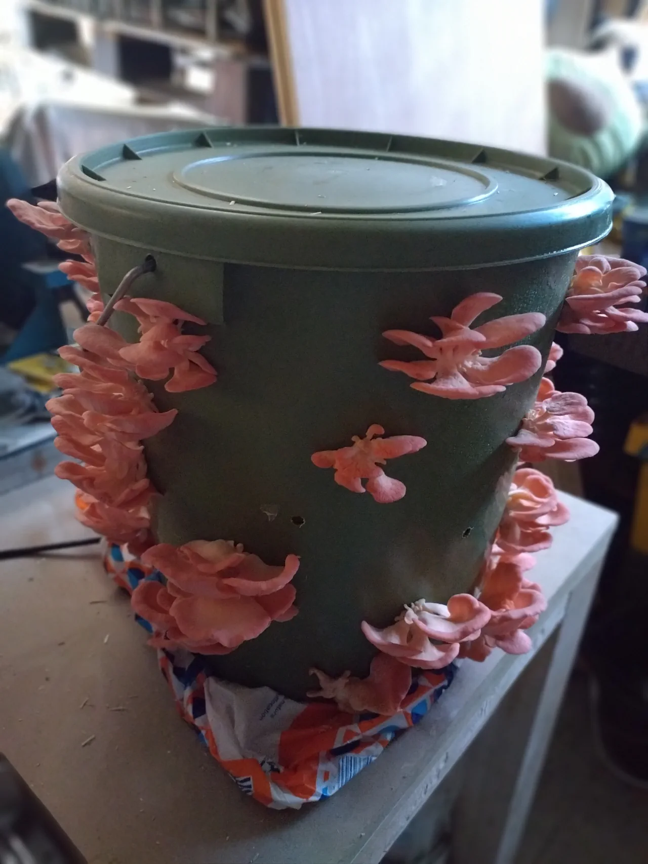 Pink oyster mushroom bucket producing another strong flush of mushrooms from all sides
