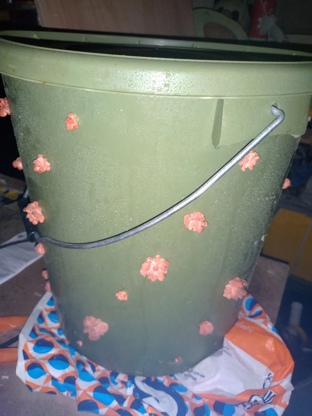 Green bucket with small pink mushroom pins just beginning to emerge from drilled holes, condensation visible on the bucket surface