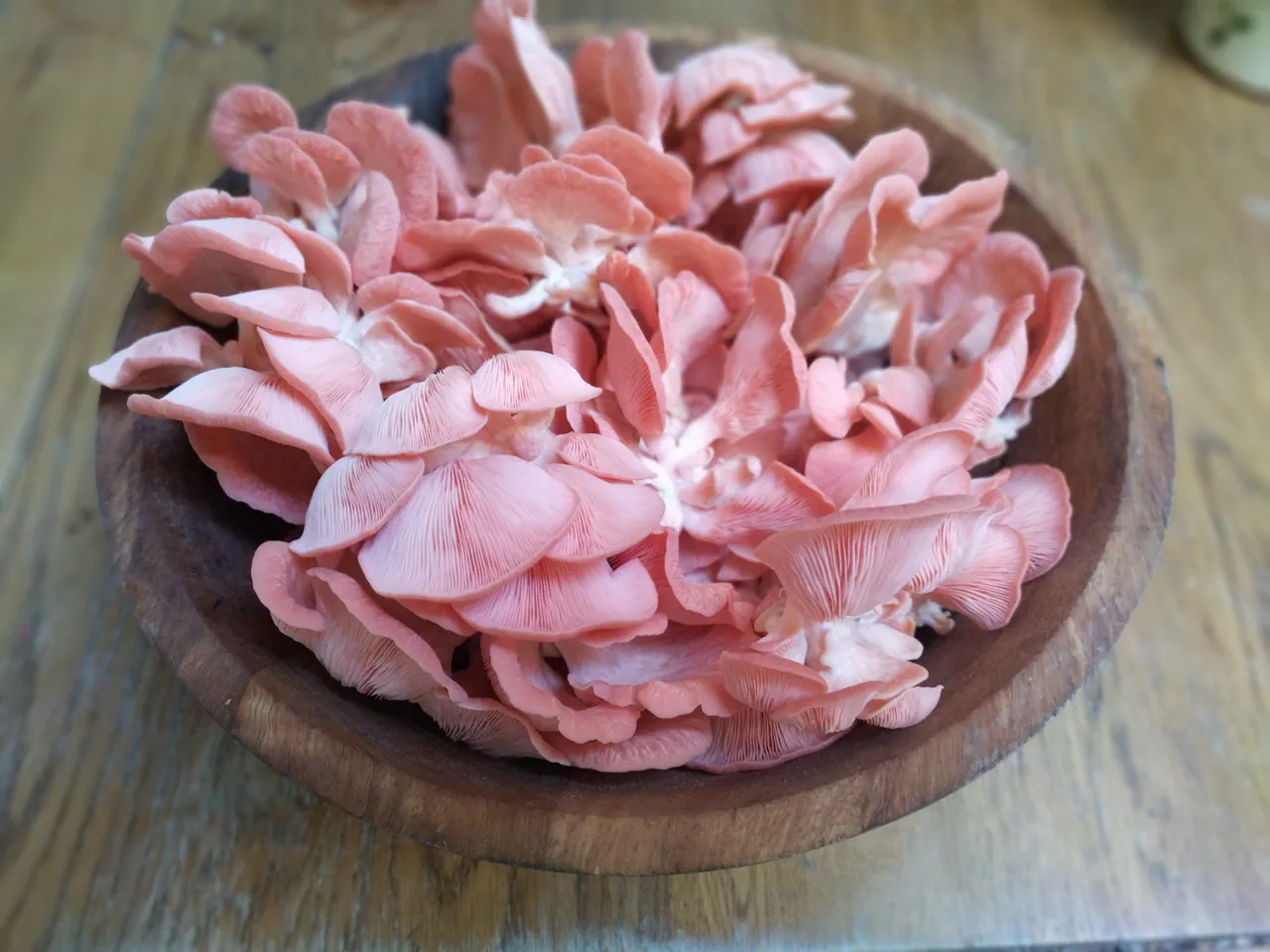 Bowl of freshly harvested pink oyster mushrooms