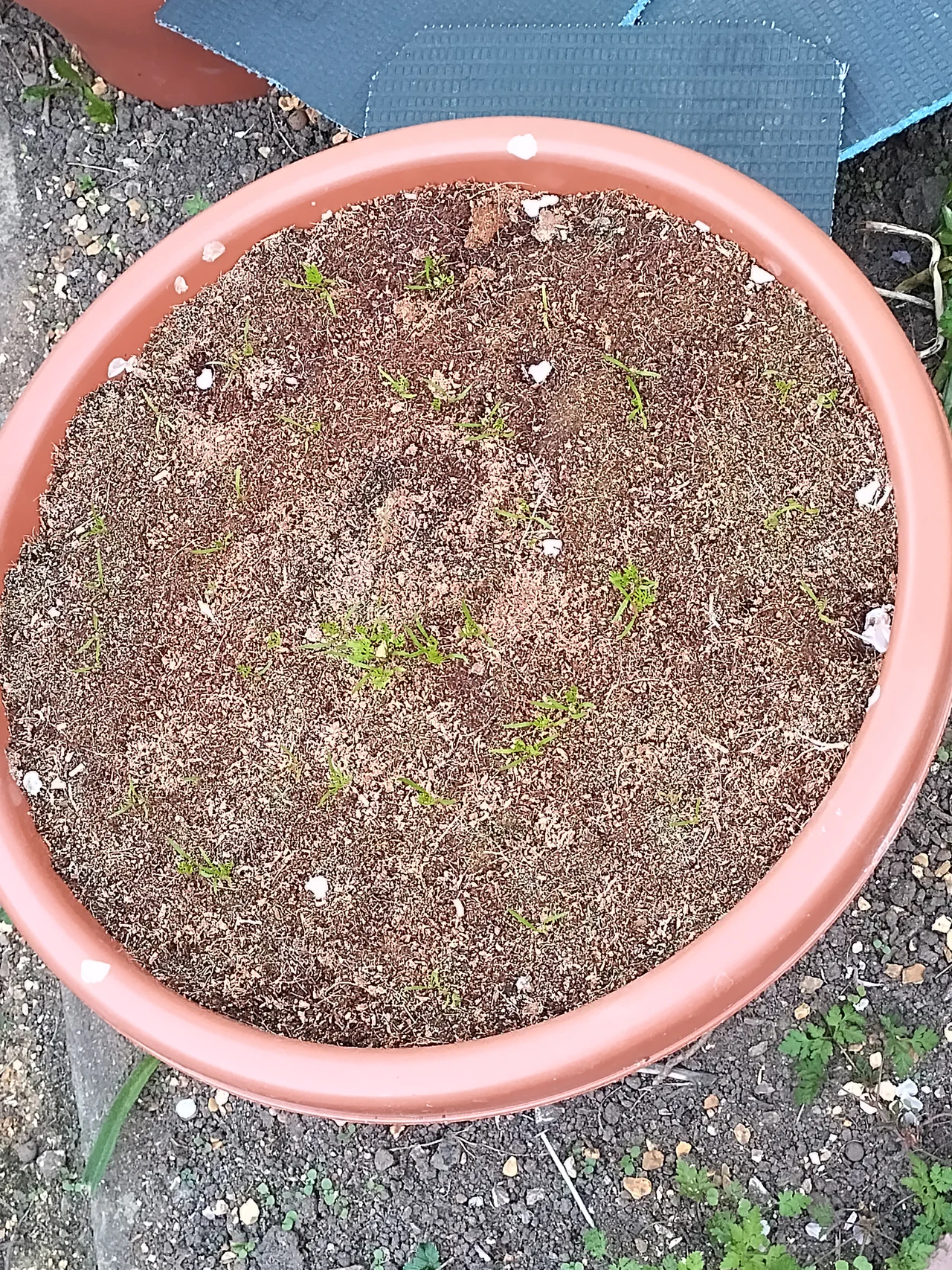 Overhead view of the wicking planter in early April showing small carrot seedlings just beginning to emerge from the coir in a spiral pattern