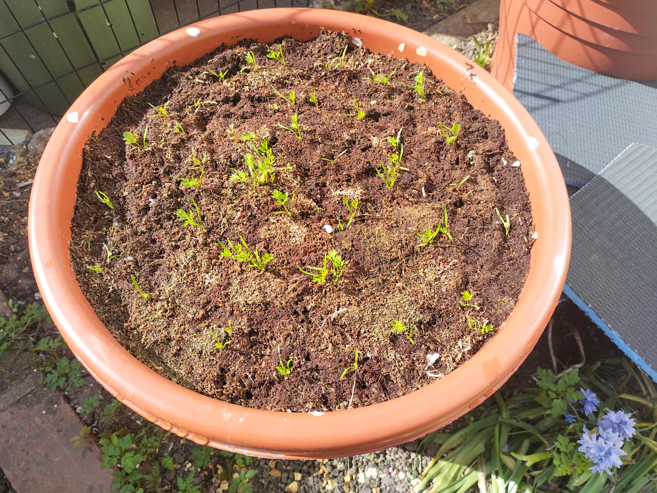 Overhead view of the wicking planter in mid-April showing established carrot seedlings with true leaves, clearly following the spiral sowing pattern across the coir surface