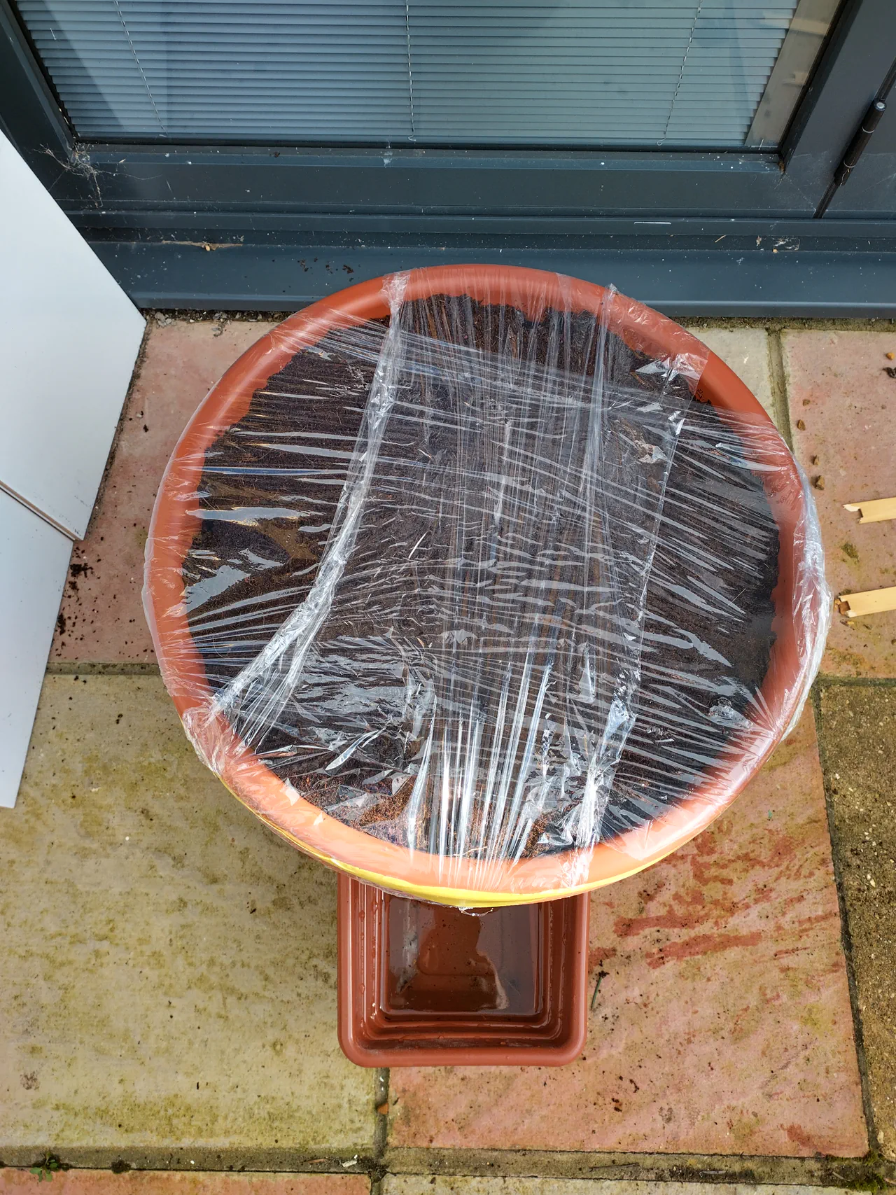 Cling film draped over the top of the pot with small gaps for ventilation, creating a germination dome