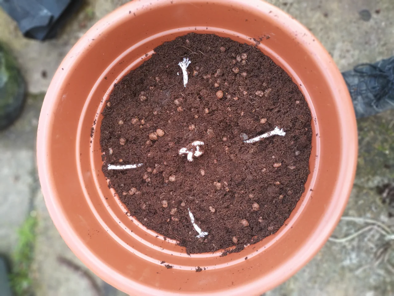 Pot half-filled with coco coir, with wicking rope visible emerging from the centre