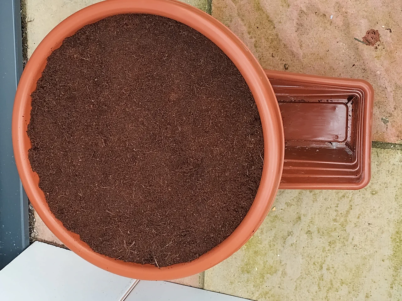 Pot fully filled with coco coir, level with the rim, wicks buried in the growing medium