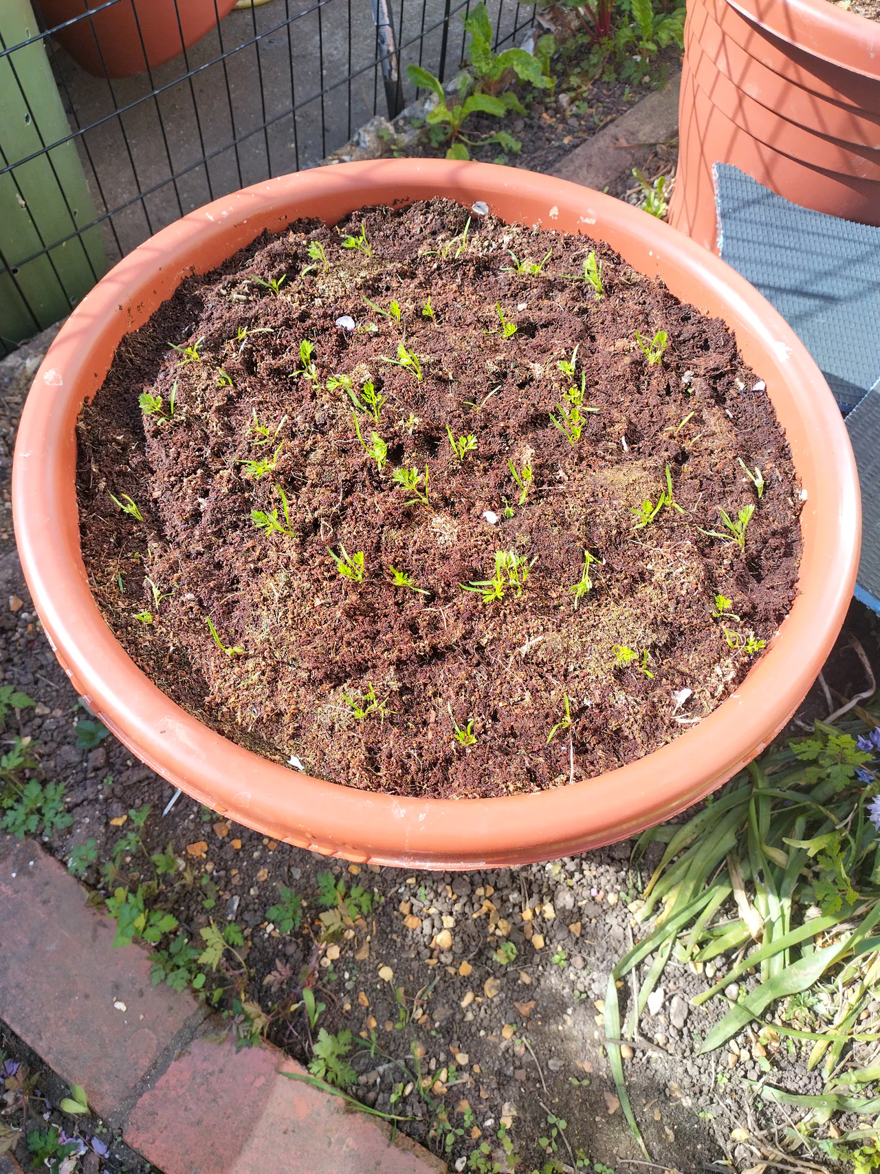Overhead view of a wicking planter with small beetroot seedlings emerging from coir, showing the early stages of succession planting