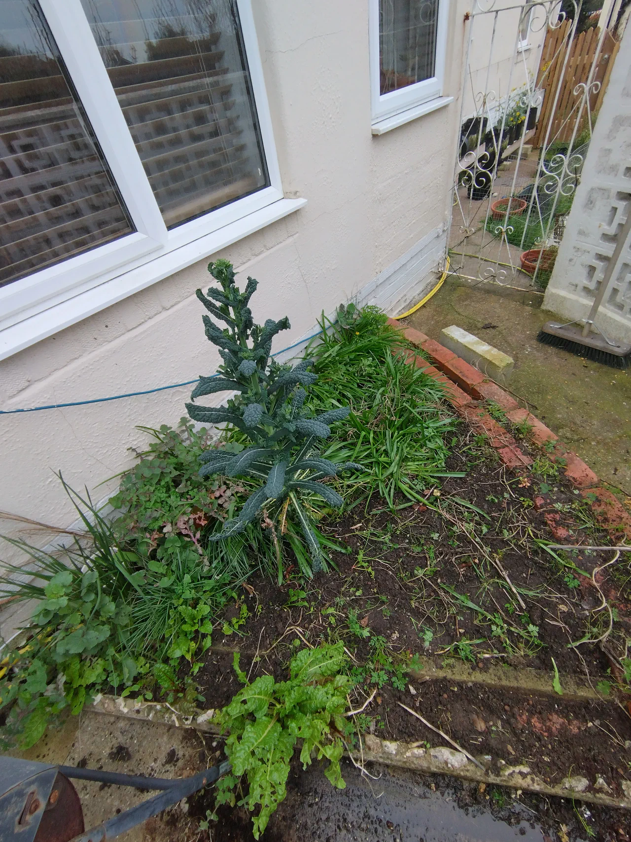 The triangular corner bed before setup, showing self-seeded chard, a bolted kale plant, and bare soil in a south-facing corner against the house wall