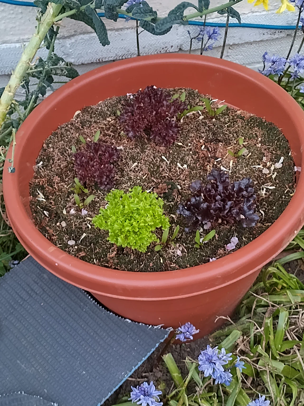 Overhead view of a wicking planter with regrown lettuce showing one vivid green plant and two deep purple-red varieties contrasting against the coir