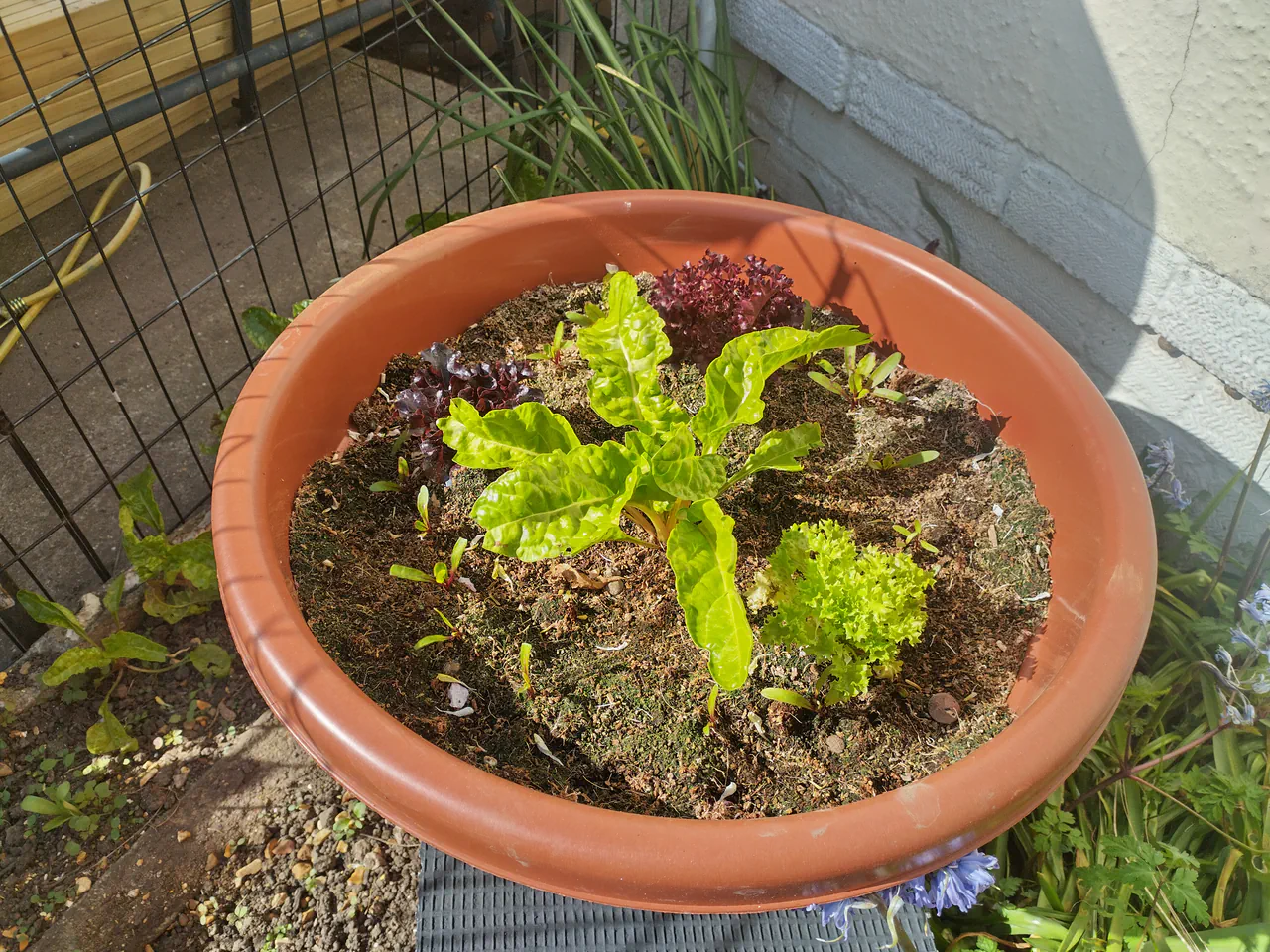 Wicking planter five weeks after planting, showing regrown red lettuce varieties, a transplanted perpetual spinach in the centre, and beetroot seedlings emerging from the coir