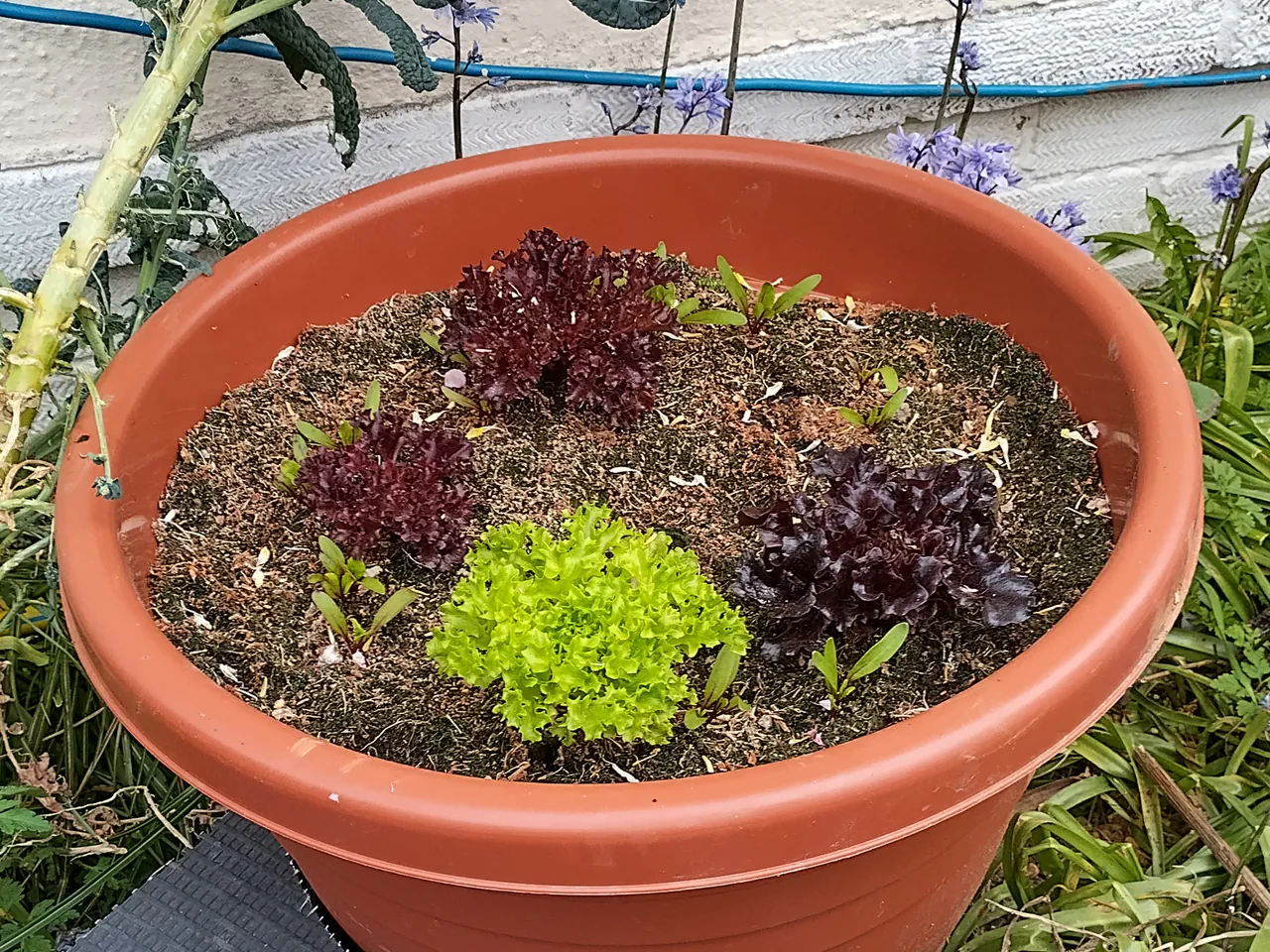 Second wicking planter showing regrown lettuce with one bright green head and two dark red lollo rosso varieties, all lush and healthy
