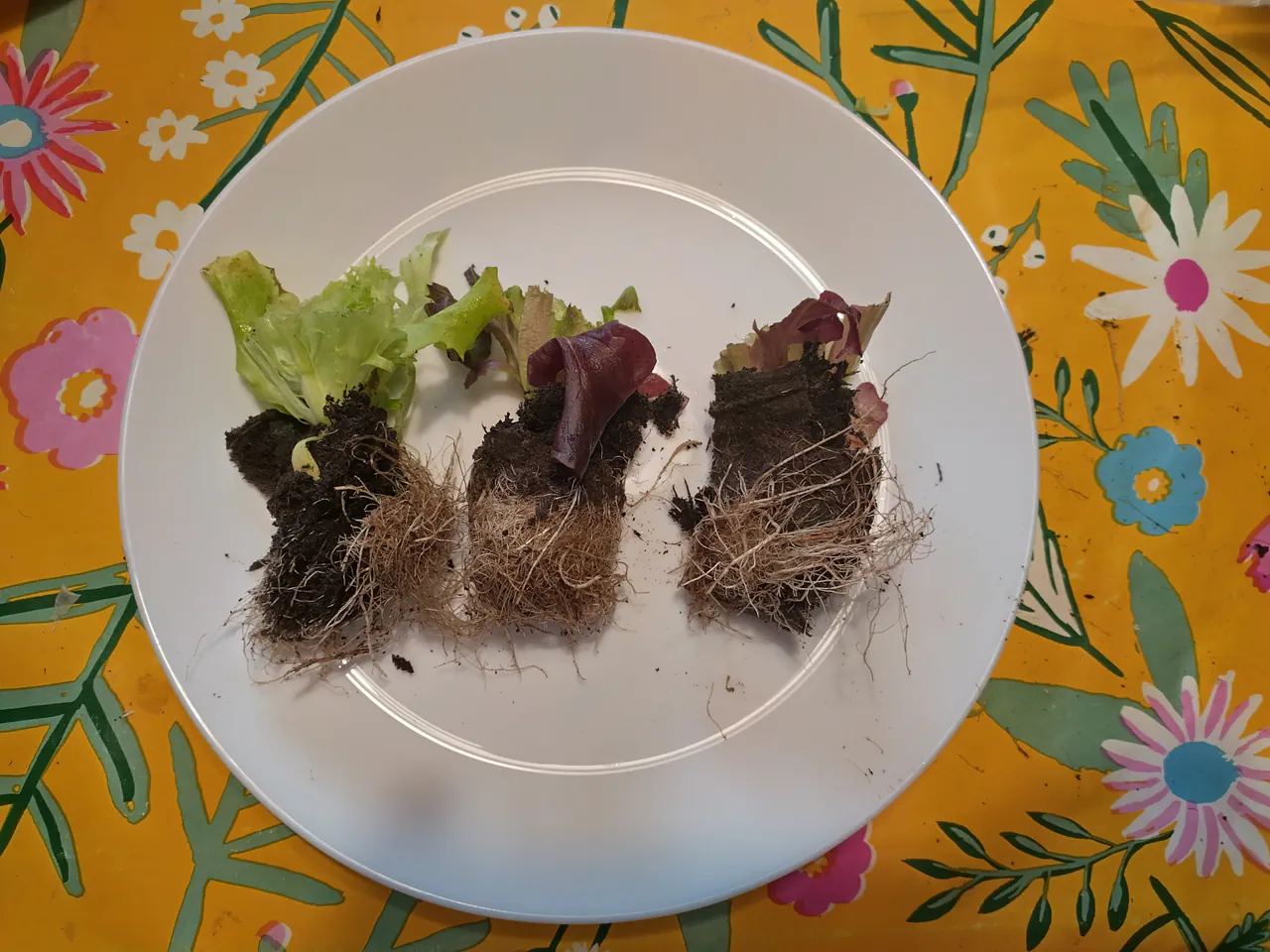 Three individual lettuce plants split apart from one pack, laid on a white plate showing their separate root systems — one green, one mixed, one red variety