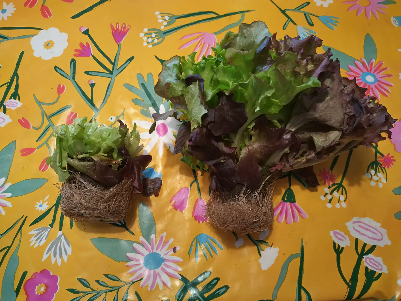 Two packs of Lidl living lettuce on a yellow floral surface, one green variety and one red and green mix, both with full root systems visible in coir plugs