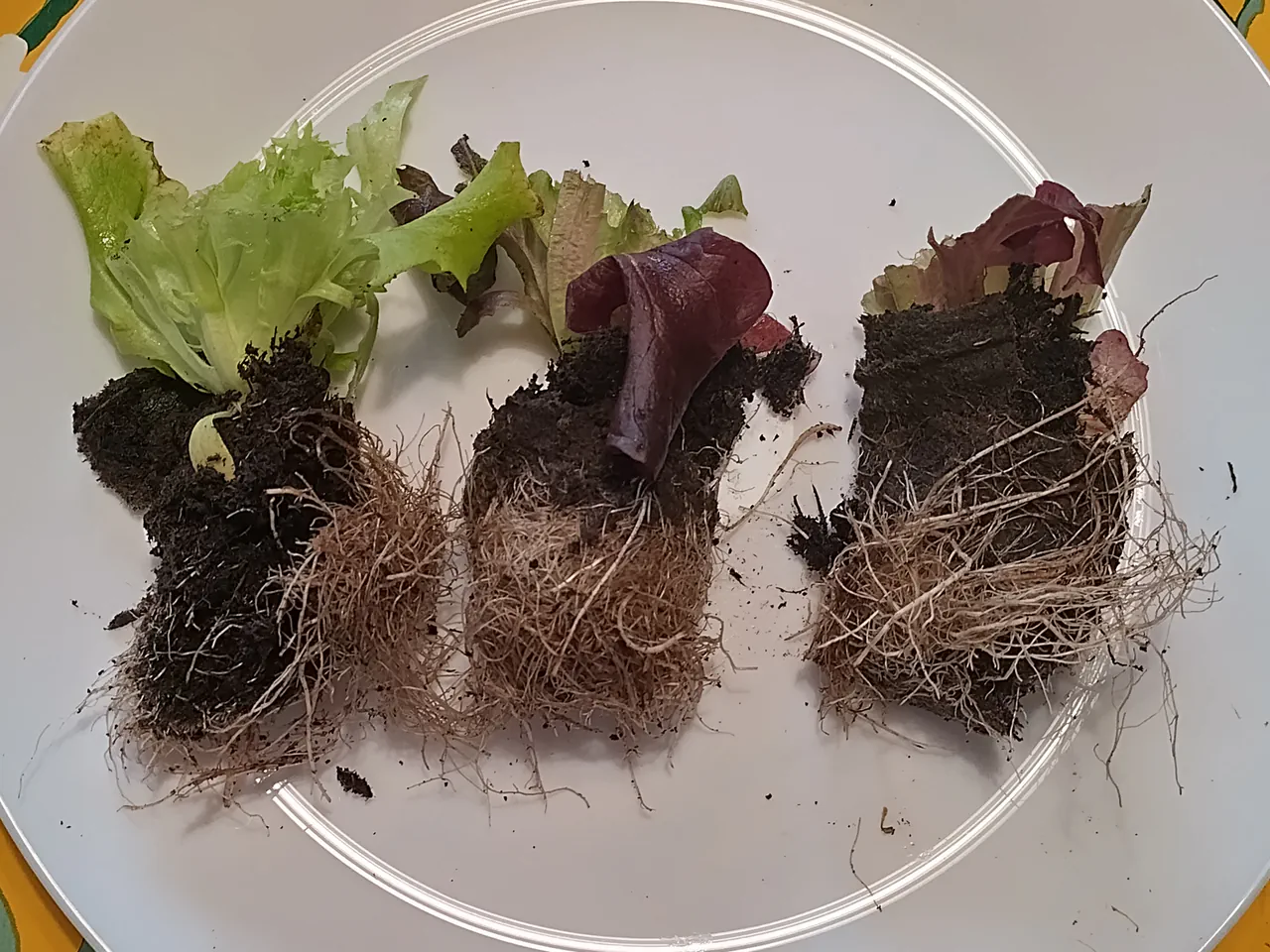Close-up of three lettuce root stumps on a white plate showing the dense root networks and trimmed leaf bases, ready for planting