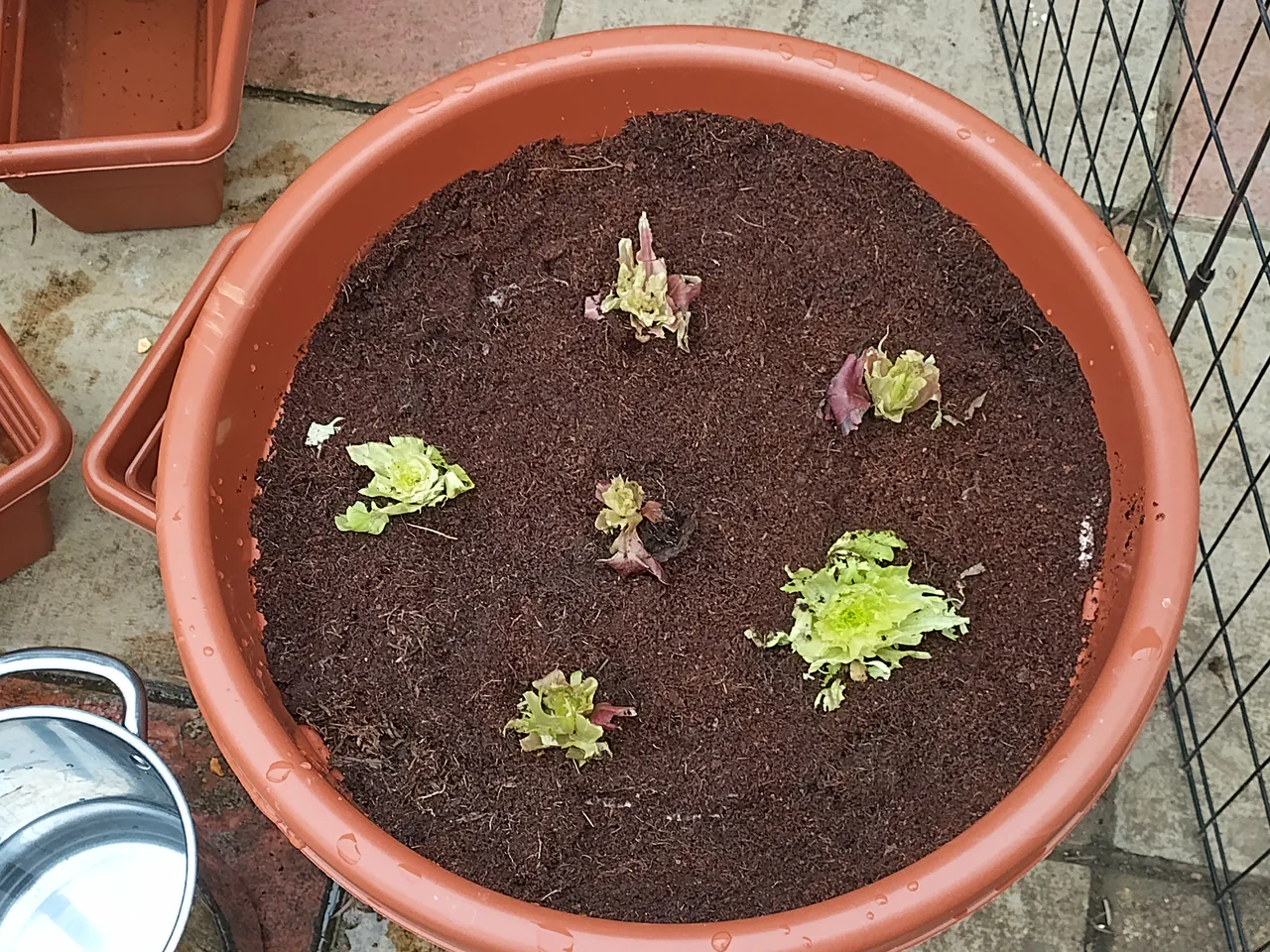 Overhead view of a wicking planter with six lettuce root stumps freshly planted in coir, small leaf stubs visible on each