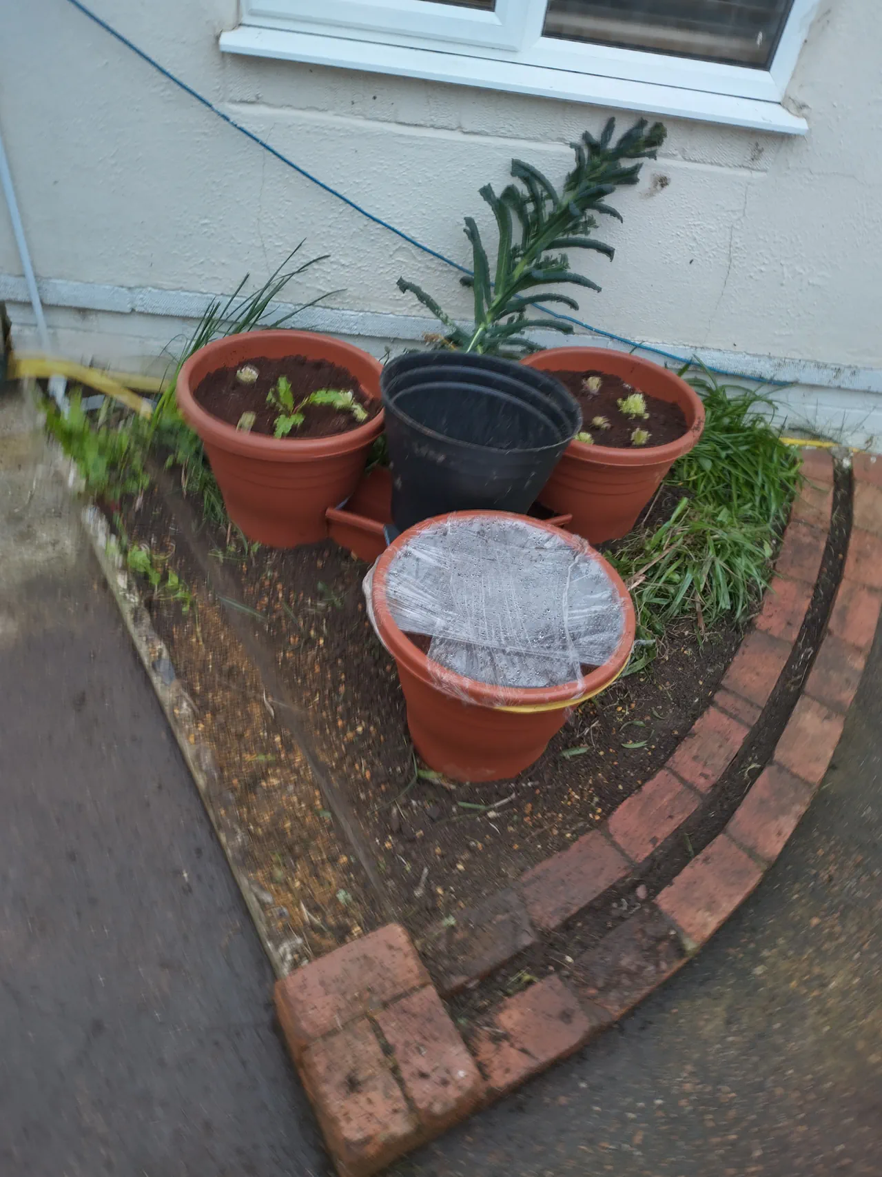 The completed triangle wicking system viewed from above, showing all four pots in position with brick edging, gravel bases visible, and the south-facing house wall behind