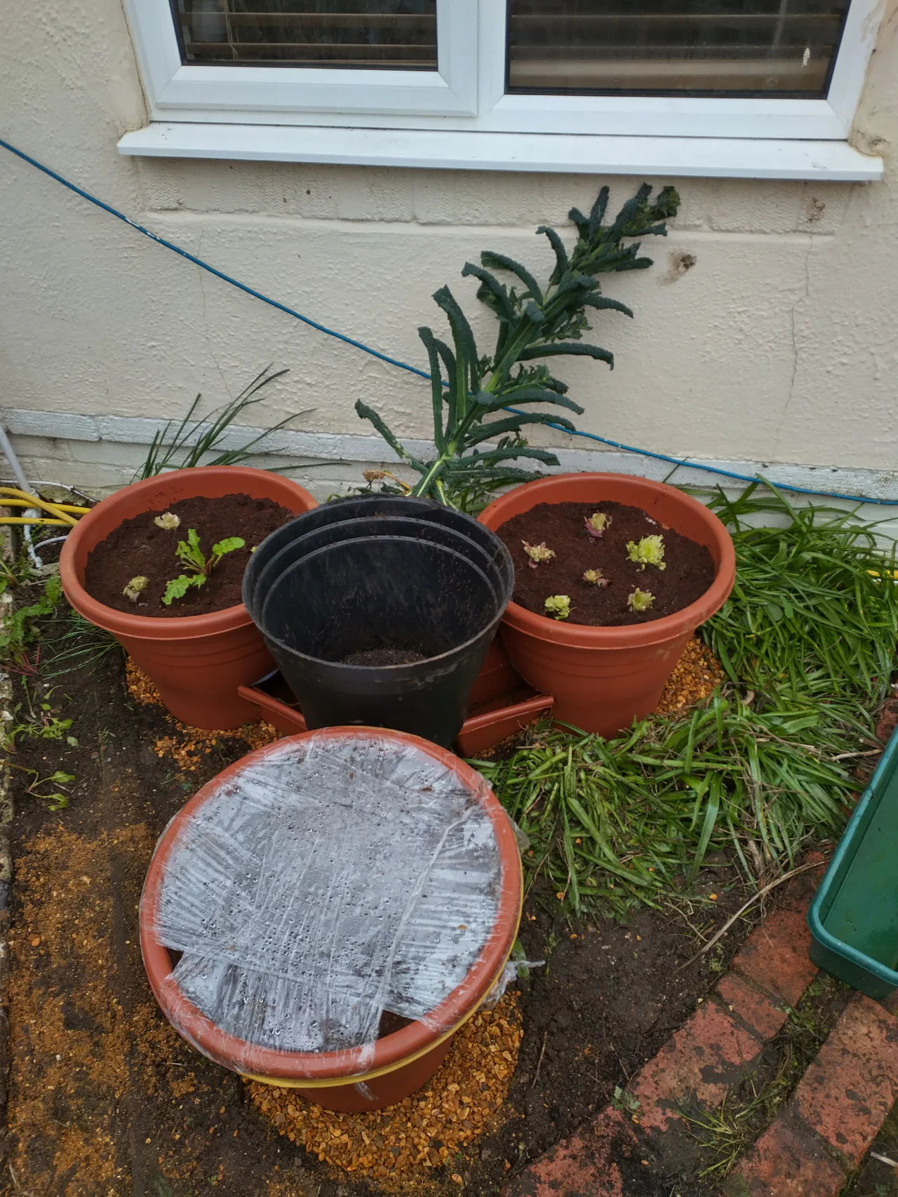 The triangle wicking system just after planting, showing three terracotta pots with lettuce root stumps and one black centre pot, troughs visible between them