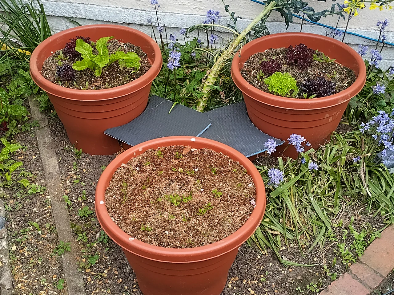 Wide view of the triangle wicking system in mid-April, showing all three terracotta pots with established lettuce growth, the black centre pot, and the original planter with carrot seedlings at the front