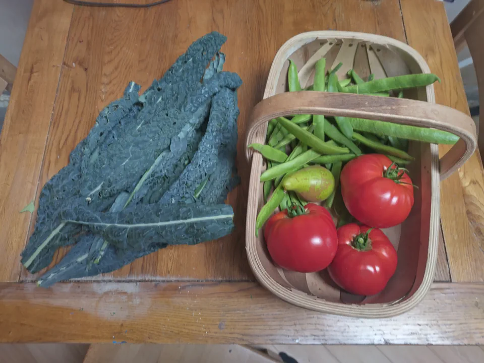 Freshly harvested cavolo nero leaves alongside tomatoes and beans